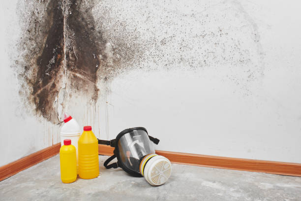 Trusted Fairview, OK Mold Removal Experts