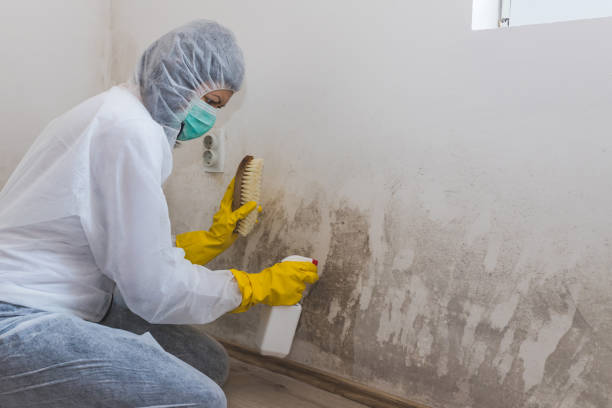 Best Mold Testing and Removal  in Fairview, OK