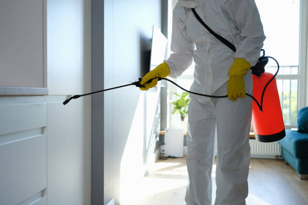 Best Local Mold Removal Service  in Fairview, OK