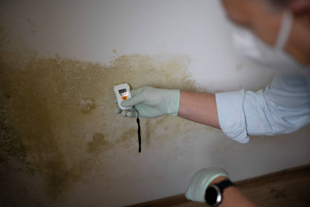 Best Black Mold Removal  in Fairview, OK